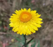 PAPER DAISY 'Lemon Yellow' / STRAWFLOWER / EVERLASTING DAISY seeds