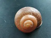 #0008 Cochlostyla Cryptica Brod., Mindanao Philippines, 59mm Land Snail shell