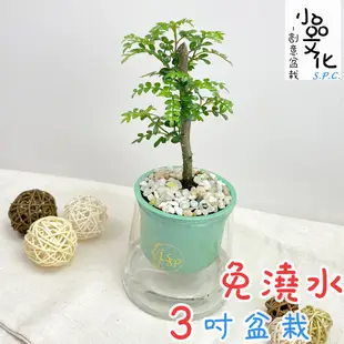 【小品文化】胡椒木【現貨】3吋山形盆 懶人盆栽 免澆水盆栽 水培 簡單種植 觀葉植物 室內植物 自動吸水 花盆