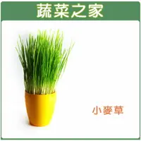 在飛比找樂天市場購物網優惠-【蔬菜之家】J04.小麥草種子(共有2種包裝可選)