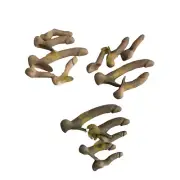 5 x BIG 1/6 Scale Male Pale Skin Genitals Penis For 12" Male Body PhicenTS