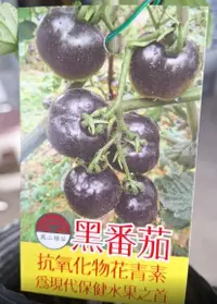 在飛比找露天拍賣優惠-一禪種苗園-有大量的花青素<黑番茄-A級>水果苗-3.5吋盆