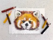 Red Panda Lesser Panda Animal Portrait Coloured Pencil Drawing Art Card Postcard