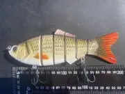 Murray Cod Barramundi Jewfish Mulloway Swimbait fishing fresh salt water lure