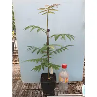 在飛比找蝦皮購物優惠-Bursera bicolor 雙色裂欖300元起/株