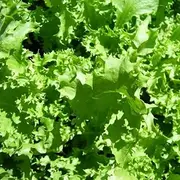 Endive Salad King 100+ Seeds Vegetable Garden Autumn Spring Cool Season