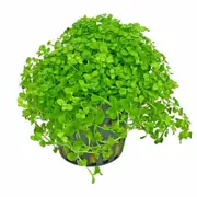 Micranthemum Monte Carlo Pot For Fish Shrimp Snail Tank Aquarium
