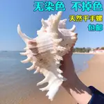 超大千手螺特大菊花螺天然海螺貝殼魚缸裝飾品造景地中海風格擺件