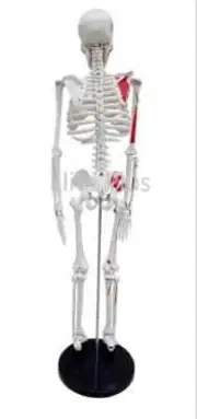 Human Skeleton Model 85 cm Numbered (Made In India)