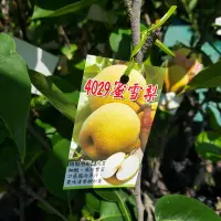 在飛比找Yahoo!奇摩拍賣優惠-百果種苗園*4029蜜雪梨*具結果能力