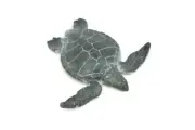Green Sea Turtle Baby, Hatchling, Realistic Figure Model Toy Gift 2" CH659 BB169