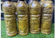 100% original grape leaves Jerusalem&guaranteed High quality Fresh2024 2 L