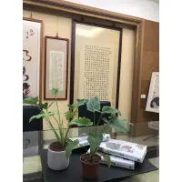 在飛比找蝦皮購物優惠-奧利多/小天使 蔓綠絨/3吋～室內空氣淨化植物⋯