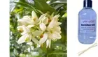 NEROLI & YLANG YLANG - Reed Diffuser Refill