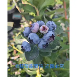 藍莓苗 全台灣都可以種植 綠寶石（五吋控根盆）