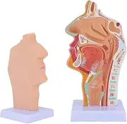 Normal Nasal Throat Model, 1:1.5 Life Size Display, Medical Research Classroom Teaching Model