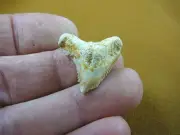s343-22) Extremely Rare 1-1/16" Fossil Tiger Shark Galeocerdo Tooth from Morocco