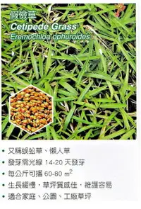 在飛比找樂天市場購物網優惠-20g可撒2平方公尺[假儉草超級喬治亞草皮種子]各式觀賞花卉