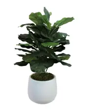 Creative Displays Fiddle Leaf Plant Medium NoColor