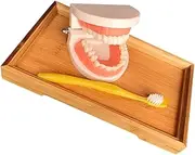 Gatuida Teaching Aid for Kids 1 Set Kids Tooth Brushing Toy Teeth Model Educational Toys for Toddlers Improve Motor Skills Hand-eye Coordination