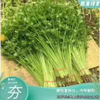 在飛比找蝦皮購物優惠-速生芹菜種子四季小香芹種子山芹玻璃脆芹陽臺芹菜苗蔬菜苗幼苗【