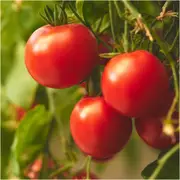 Tomato - Urbana seeds