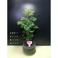 在飛比找蝦皮購物優惠-寶悅 小品盆栽 A5 富貴樹 福祿桐