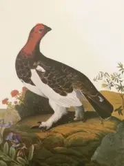 Willow Grouse Audubon Picture Print Poster Plate 121