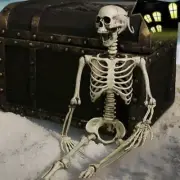 Halloween Human Skeleton With Movable Bone Models 90cm