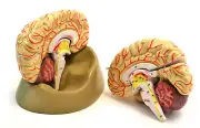 Eisco Labs Life Size Human Brain Model with Arteries - 8 Parts with Stand