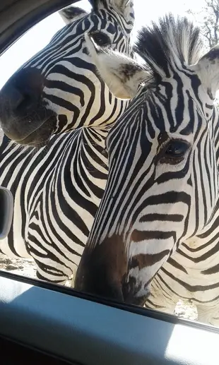 疣豬野生動物園營地旅館