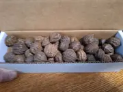 Black Walnuts in Shell - miniature size, great for crafts. Not good for eating.