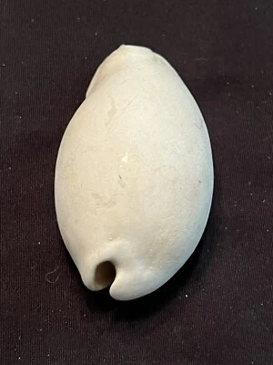EXTINCT Fossilized COWRIE Shell ( Pseudadusta Kalafuti ) From Central Florida.