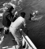 Fishing For Tuna In Nova Scotia 1950 Old Fishing Photo