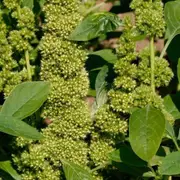 Amaranth - Green Thumb seeds