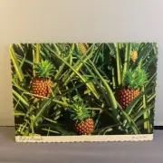 Vintage 1970s "Field of Pineapples" Hawaii Unposted Postcard - Deckled Edge