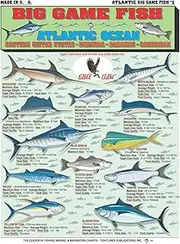 Atlantic Ocean Big Game Fish Identification #1 (Eastern United States, Bermuda, Bahamas, Caribbean) - Waterproof Quick Reference Guide | Portable & Built to Last | Double-Sided & Easy to Read
