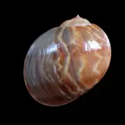 Sea shell - Natica fluctuata 58mm
