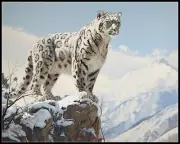 Summit Sentinel - Counted Cross Stitch Patterns - Color & BW Symbols