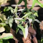 白斑合果芋 觀葉植物 盆栽