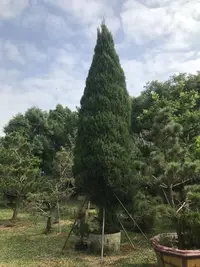 在飛比找Yahoo!奇摩拍賣優惠-檀香柏聖誕樹，高約6米，直徑約12-15公分