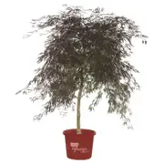 410mm Weeping Maple - Acer palmatum Dissectum Inaba Shidare