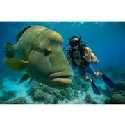 Save 10.01%! Cairns: Great Barrier Reef Luxury Cruise Snorkeling With Lunch