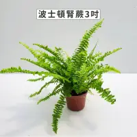 在飛比找momo購物網優惠-【Gardeners】波士頓腎蕨 3吋盆 -1入(室內植物/