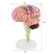 1pc Disassembled Anatomical Human Brain Model Medical Teaching Tool Toy