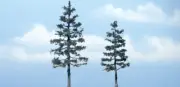 Woodland Scenics TR1624 Pine Tree