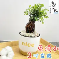 在飛比找蝦皮商城優惠-【小品文化】榆樹【現貨】3吋nice免澆水盆栽 盆景 室內植