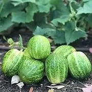 Cucumber Richmond Green Apple 25 Seeds Vegetable Garden Round Fruit Veg