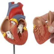1:1 Life Size Human Heart Anatomy Model Medical Science Teaching Resources New
