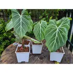 PHILODENDRON GLORIOSUM 圓柄錦緞 蔓綠絨